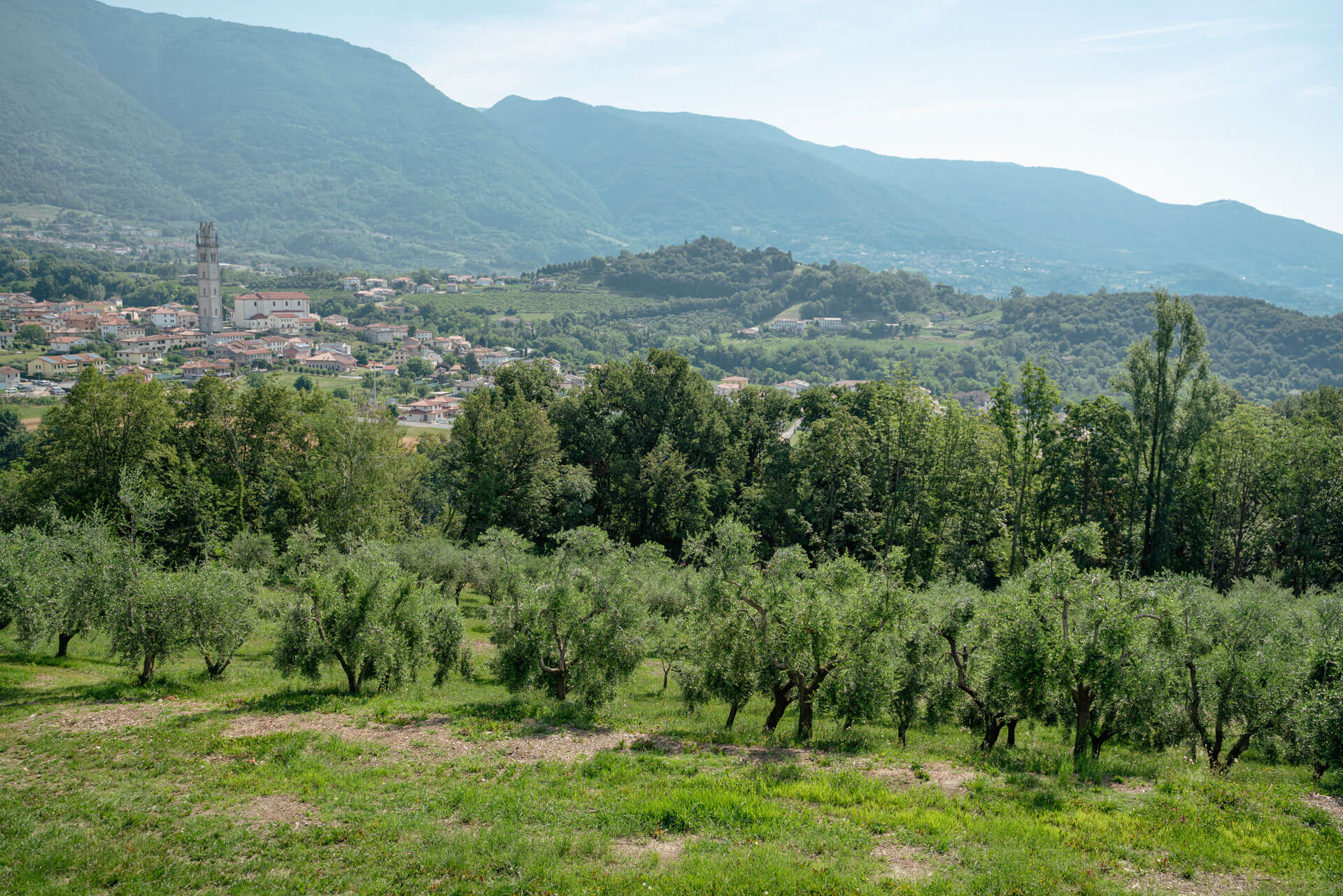 Olive groves in Veneto? A story that can be heard throughout the centuries.
