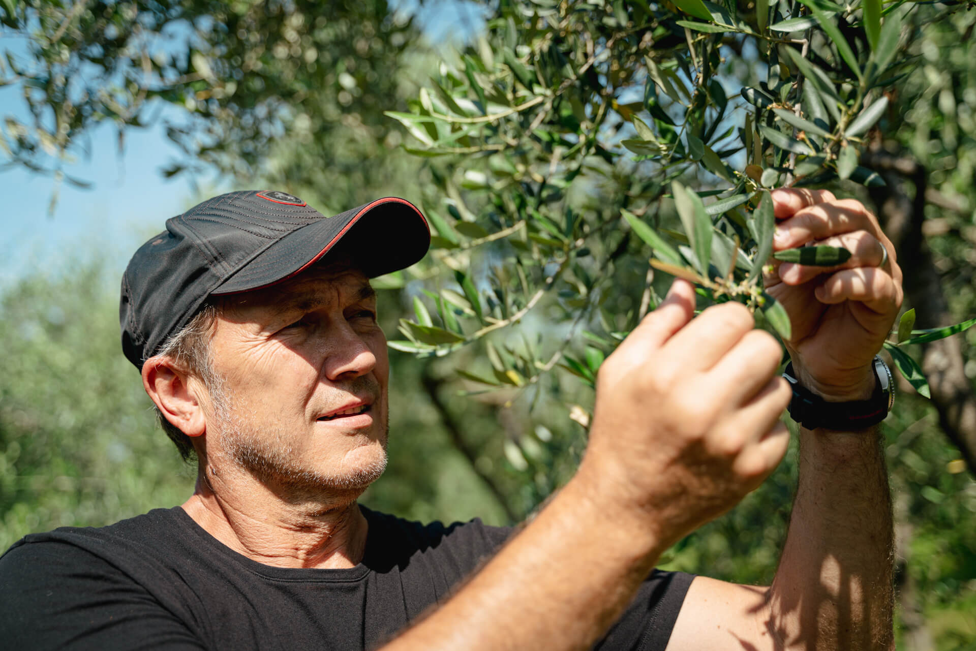 Olive farming: the path less trodden.